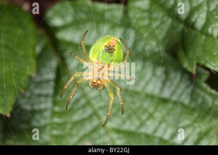 Cucumber spider (Araniella cucurbitina) in usual position hanging on the underside of her web. Powys, Wales. Stock Photo