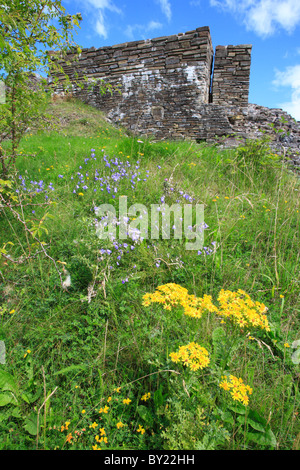 Wild flowers including Harebells (Campanula rotundifolia) and Common Ragwort (Senecio jacobaea). Powys, Wales. Stock Photo