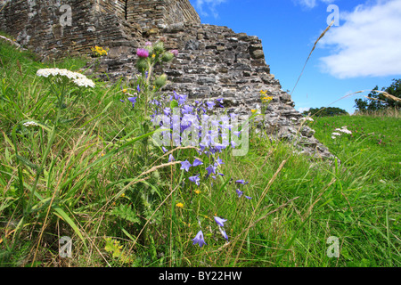 Wild flowers including Harebells (Campanula rotundifolia) growing amongst the ruins of Dolforwyn Castle, Powys, Wales. Stock Photo