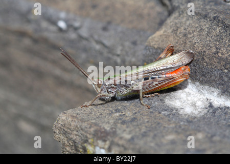 Male Field Grasshopper (Chorthippus brunneus). Green form on a stone wall. Powys, Wales. Stock Photo