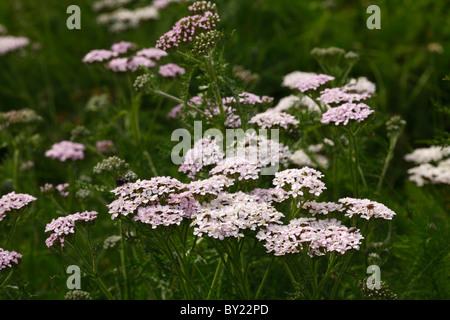Flowerheads of Yarrow (Achillea millefolium). Powys, Wales. Stock Photo