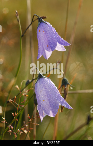 Harebells (Campanula rotundifolia) flowering. Powys, Wales, UK. Stock Photo