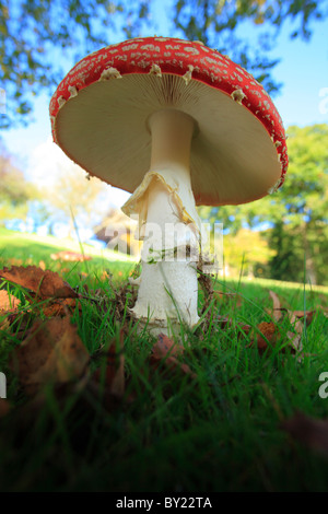 Fly Agaric fungus (Amanita muscaria) fruiting body under a birch (Betula) tree. Powys, Wales. October. Stock Photo