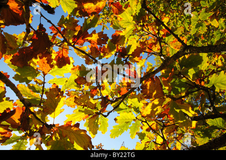 Sessile Oak (Quercus petraea) leaves in Autumn. Powys, Wales, UK Stock Photo