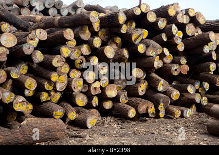 NAMPULA, MOZAMBIQUE, May 2010 : The timber depot of Green Timber, a Chinese-owned timber concession that are licensed to operate Stock Photo