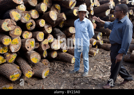 NAMPULA, MOZAMBIQUE, May 2010 : The timber depot of Green Timber, a Chinese-owned timber concession that are licensed to operate Stock Photo