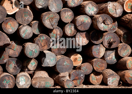 NAMPULA, MOZAMBIQUE, May 2010 : The timber depot of Green Timber, a Chinese-owned timber concession that are licensed to operate Stock Photo