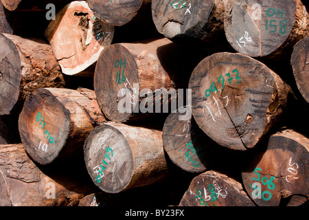 NAMPULA, MOZAMBIQUE, May 2010 : The timber depot of Green Timber, a Chinese-owned timber concession that are licensed to operate Stock Photo