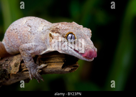Gargoyle Gecko Rhacodactylus auriculatus Stock Photo