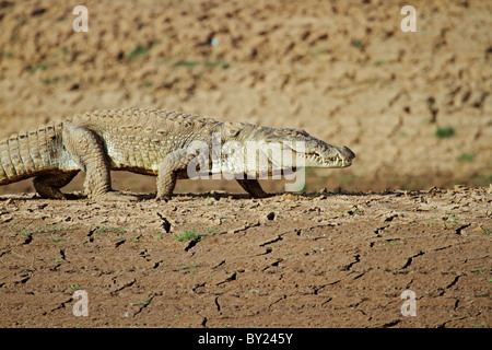 India, Madhya Pradesh, Satpura National Park. Mugger crocodile walking along mudbank. Stock Photo