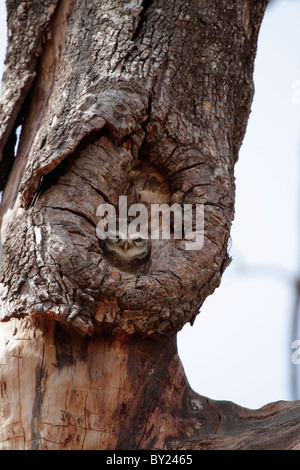 India, Madhya Pradesh, Satpura National Park. A spotted owlet peers from its burrow in a tree. Stock Photo