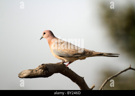 India, Madhya Pradesh, Satpura National Park. Laughing dove. Stock Photo