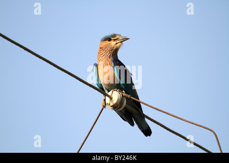 India, Madhya Pradesh, Satpura National Park. Indian roller perched on overhead cable. Stock Photo