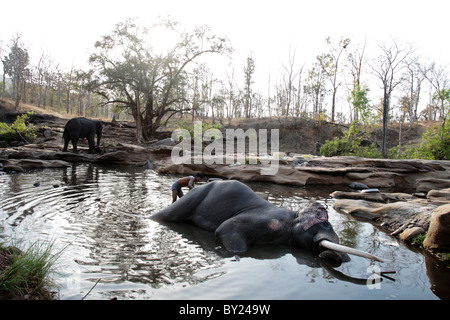 India, Madhya Pradesh, Satpura National Park. An elephant enjoying a wash from its carer. Stock Photo