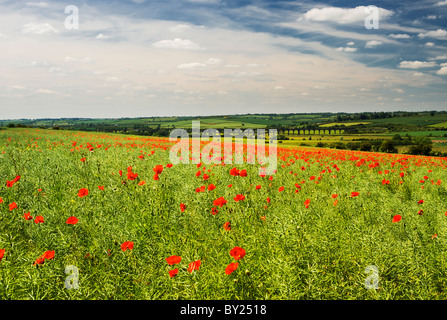 Poppy field overlooking the Harringworth railway viaduct across the River Welland valley  between Northamptonshire and Rutland Stock Photo