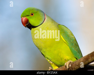 Portrait Rose-ringed parakeet (psittacula krameri) on perch Stock Photo