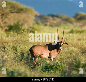 A fringe-eared oryx in late afternoon sun near Lake Jipe in Kenya  s Tsavo West National Park. Stock Photo