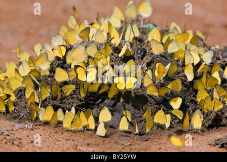 A colony of Small Grass Yellow butterflies feed on fresh elephant dung in Kenya  s Tsavo West National Park.
