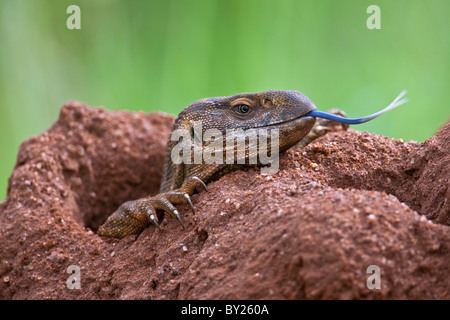 A white-throated savanna monitor lizard flicks out its long blue forked tongue. Its home is an old termite mound. Stock Photo