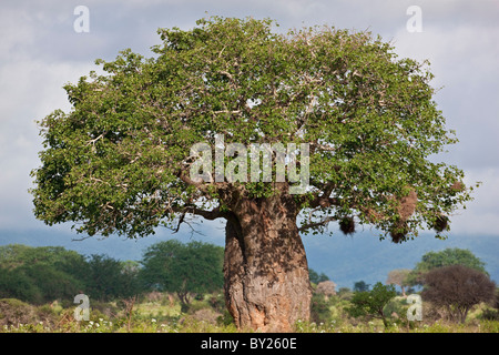 Tsavo West National Park. A massive baobab tree in leaf after heavy rain. Stock Photo