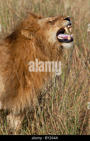 A lion baring his teeth during the mating season. Masa -Mara National Reserve Stock Photo
