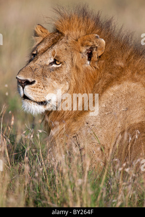 A fine specimen of a lion on the Mara Plains. Masa -Mara National Reserve Stock Photo