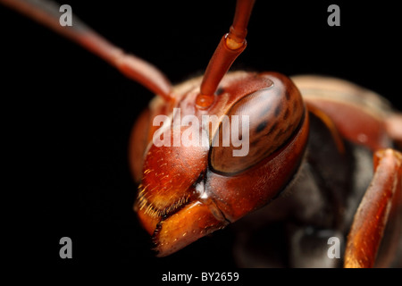 Portrait of a red wasp with 3x magnification