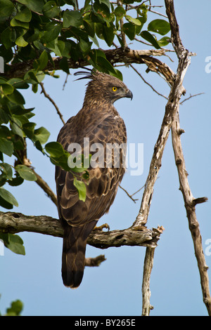 Crested Hawk-eagle or Changeable Hawk-eagle (Nisaetus cirrhatus) at Yala NP, Sri Lanka. Stock Photo