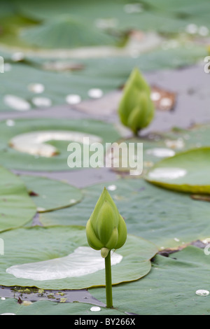 Sacred Lotus (Nelumbo nucifera) flower buds in a lake in Sri Lanka Stock Photo