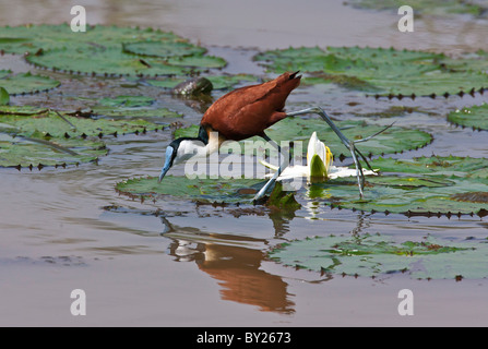 An African Jacana, or lily-trotter, feeding from water lily leaves in the Yala Swamp. Stock Photo