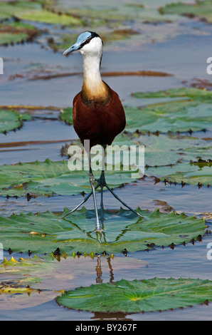 An African Jacana, or lily-trotter, feeding from water lily leaves in the Yala Swamp. Stock Photo