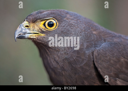 A Melanistic African Goshawk. Stock Photo