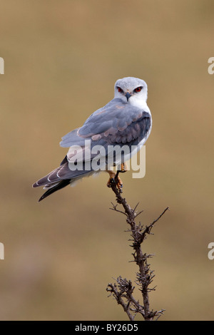 A Pygmy Falcon in Masai-Mara National Reserve. Stock Photo