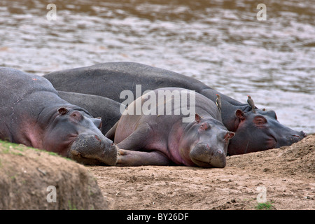 Hippos rest on a sandbank of the Mara River while Red-billed Oxpeckers, tick birds, feed on parasites and sores in the Masai Stock Photo