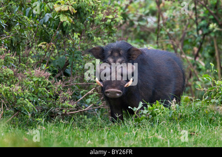 A rarely seen Giant Hog in the Salient of the Aberdare National Park. Stock Photo