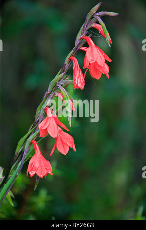 A wild gladiolus, Gladiolus watsonioides, which grows at altitudes above 10,000 feet in the Aberdare and Mount Kenya regions Stock Photo