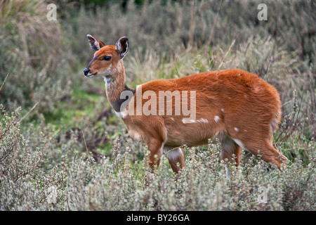 A female bushbuck at an altitude of 10,000 feet on the moorlands of the Aberdare National Park. Stock Photo