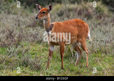 A female bushbuck at an altitude of 10,000 feet on the moorlands of the Aberdare National Park. Stock Photo