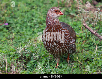 A Jackson  s Francolin at an altitude of 10,000 feet on the moorlands of the Aberdare National Park. Stock Photo