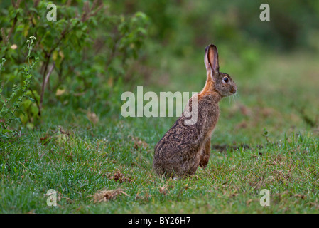 A Scrub Hare pauses on its hind legs in damp grass in the Salient of the Aberdare National Park. Stock Photo
