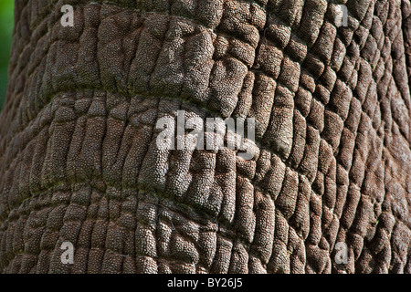 Close-up of an African elephant  s trunk in the Salient of the Aberdare National Park. Stock Photo
