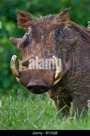 A battle-scared male warthog in the Salient of the Aberdare National Park. Stock Photo
