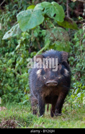 A rarely seen Giant Hog in the Salient of the Aberdare National Park. Stock Photo