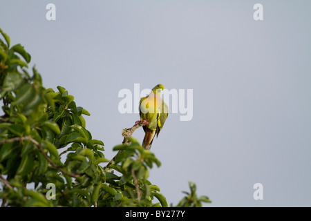 Orange-breasted Green Pigeon (Treron bicincta) at Yala NP, Sri Lanka Stock Photo