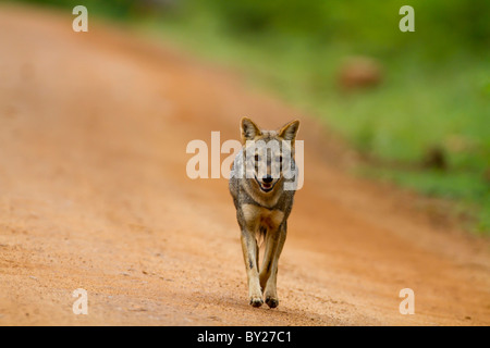 Golden jackal (Canis aureus naria) at Yala NP, Sri Lanka. Stock Photo