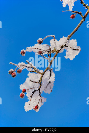 Hawthorn berries and snow set against a blue sky. Stock Photo