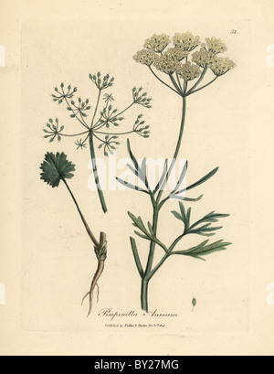 White flowered anise, Pimpinella anisum. Stock Photo