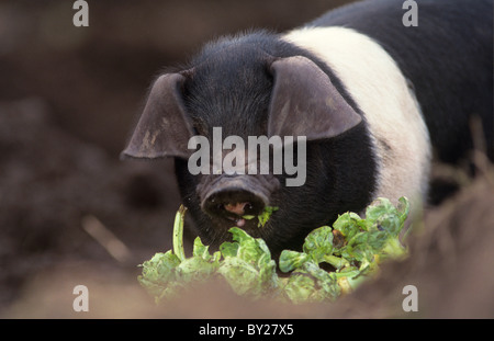 Organic pig sow, (gloucester old spot / saddle back), farmland, Yorkshire, UK Stock Photo