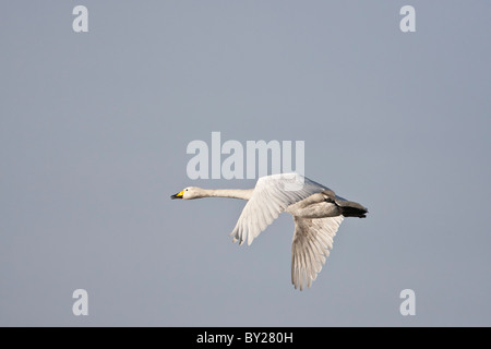 whooper swan in flight against a clear blue sky Stock Photo