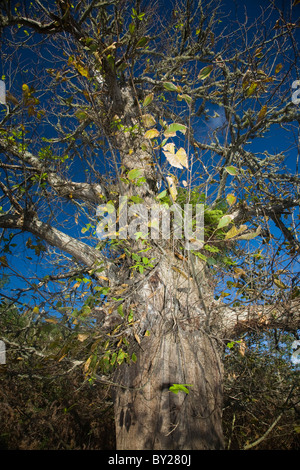 Old sweet chestnut tree against a blue sky Stock Photo